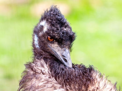 Emu - De Zonnegloed - Animal park - Animal refuge centre 